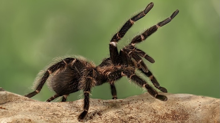 Việc mơ thấy con nhện cũng có thể do bạn quá ám ảnh với con vật này