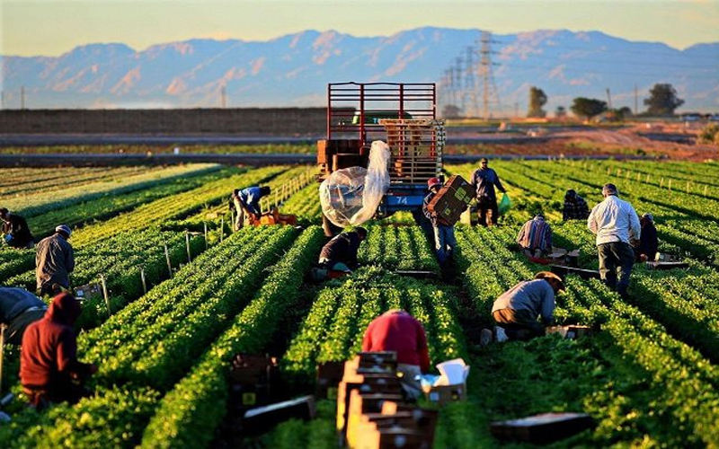 Mức lương ngành nông nghiệp được dự báo sẽ còn tăng mạnh trong những năm tới